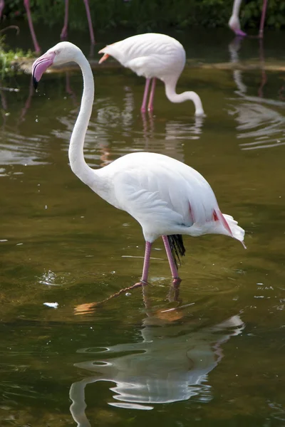 Plameňák, phoeniconais menší — Stock fotografie