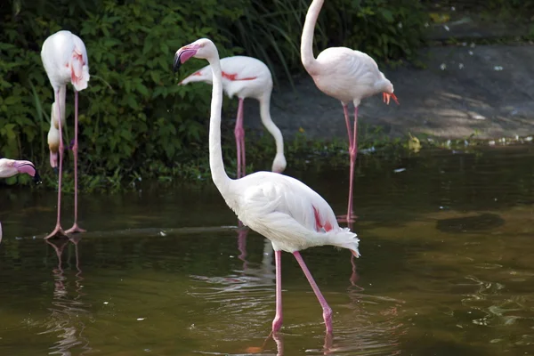 Küçük flamingo, phoeniconais küçük — Stok fotoğraf