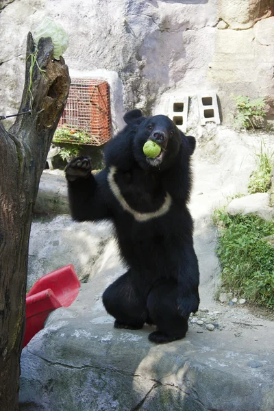 Urso negro formosa, Ursus thibetanus formosanus — Fotografia de Stock