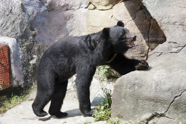 Formosa μαύρη αρκούδα, ursus thibetanus formosanus — Φωτογραφία Αρχείου