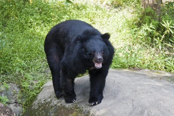 Urso negro formosa, Ursus thibetanus formosanus — Fotografia de Stock