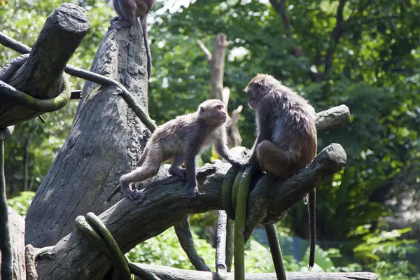 Krabbenetende makaak, macaca fascicularis — Stockfoto