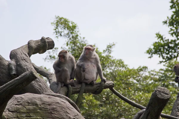 Macaco come cangrejos, Macaca fascicularis — Foto de Stock