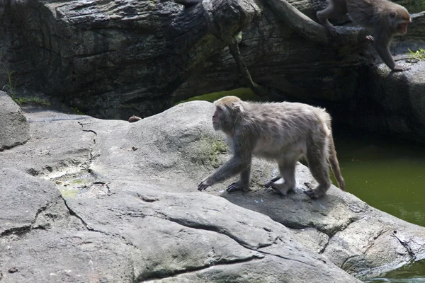 Краб їдять макака, Macaca fascicularis — стокове фото