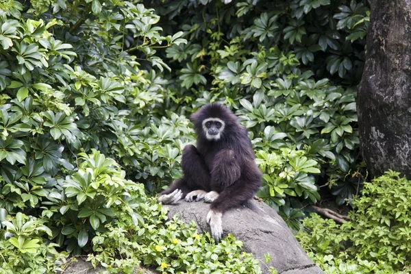 Gibbon de mano blanca, Hylobates lar — Foto de Stock