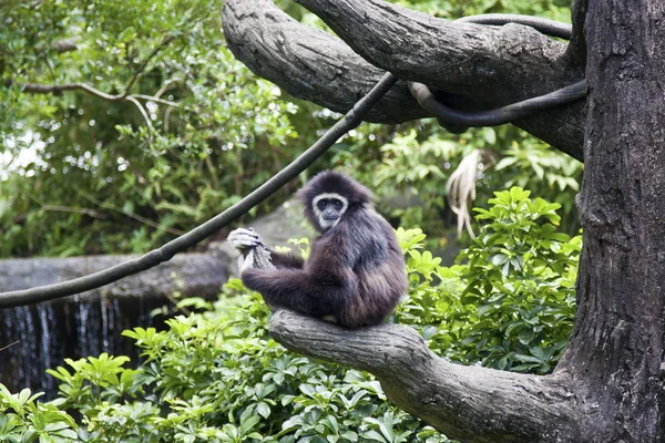 Gibbon mano bianca, Hylobates lar — Foto Stock