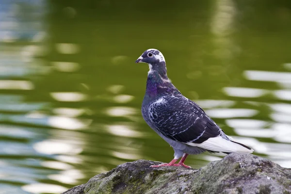 Pombo — Fotografia de Stock