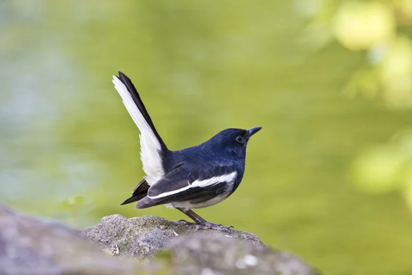 Mužské orientální Straka robin, copsychus saularis — Stock fotografie