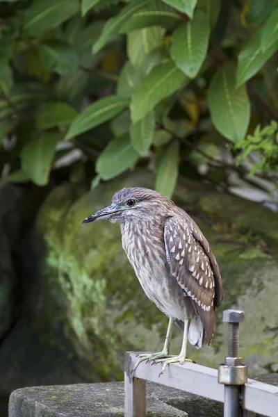 Black-crowned Night Heron Immatures,Nycticorax nycticorax — Stock Photo, Image
