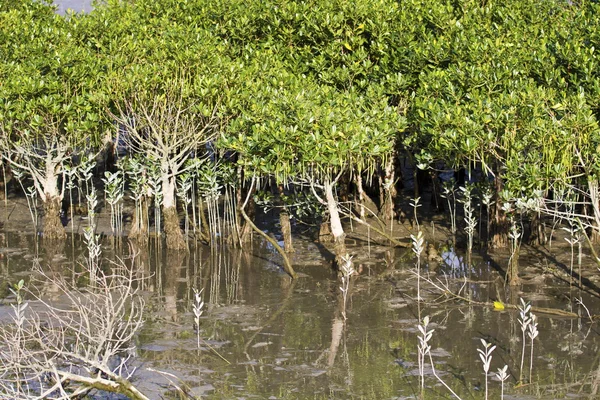Mangrove — Stok Foto