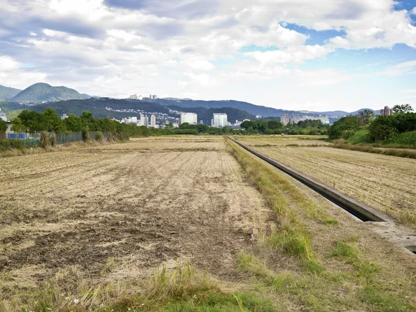 Paddyris på fältet — Stockfoto