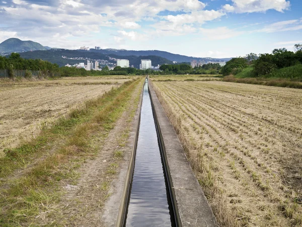 Arroz con cáscara en el campo — Foto de Stock