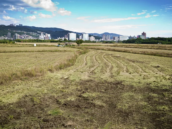 Arroz con cáscara en el campo —  Fotos de Stock