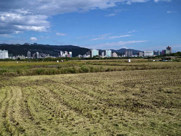 Падди рис в поле — стоковое фото