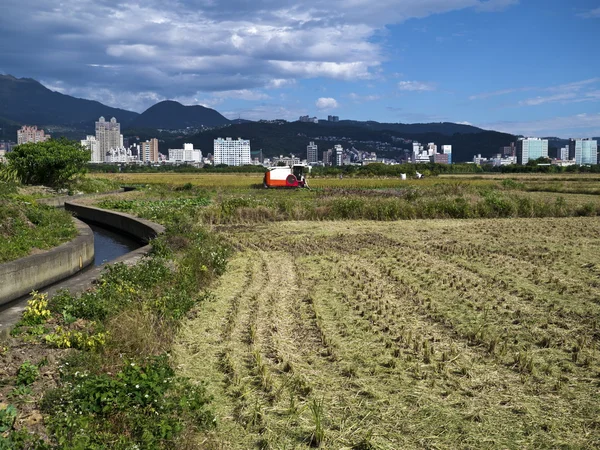 Arroz con cáscara en el campo —  Fotos de Stock