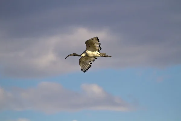 Flying African Sacred Ibis — Stock Photo, Image