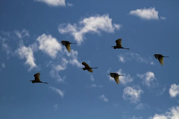 Vliegende kleine zilverreiger — Stockfoto