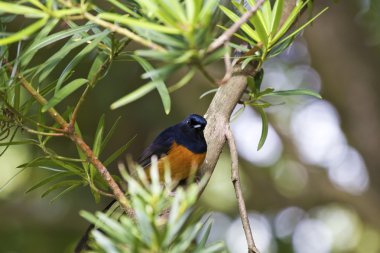 erkek AK sokumlu köstebek, copsychus malabaricus