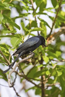 bronzlaşmış çaylak herif, dicrurus aeneus