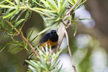 erkek AK sokumlu köstebek, copsychus malabaricus