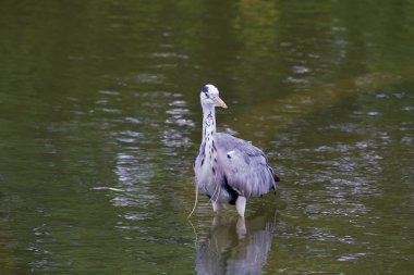 gri balıkçıl, ardea cinerea
