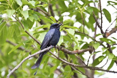 bronzlaşmış çaylak herif, dicrurus aeneus