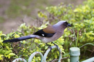 gri ağaç pasta, dendrocitta formosae