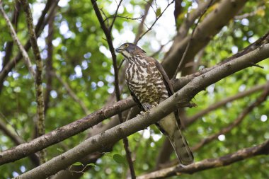 Tepeli çakır kuşu, atmaca trivirgatus