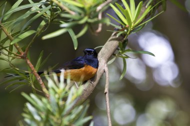 erkek AK sokumlu köstebek, copsychus malabaricus