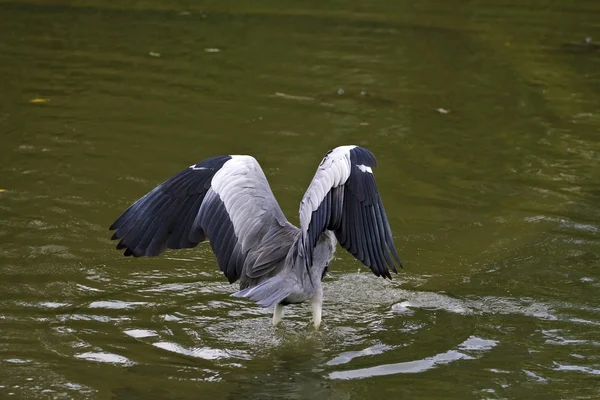 Gri balıkçıl, ardea cinerea — Stok fotoğraf