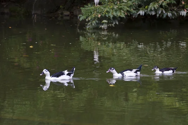 Grupo de patos — Fotografia de Stock