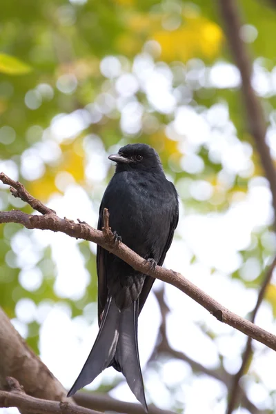 Brąz drongo, dicrurus aeneus — Zdjęcie stockowe