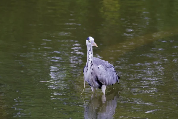 Garça cinzenta, ardea cinerea — Fotografia de Stock