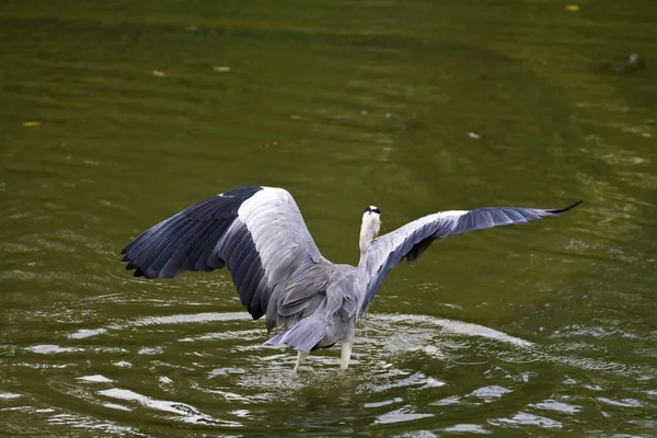 Héron gris, ardea cinerea — Photo