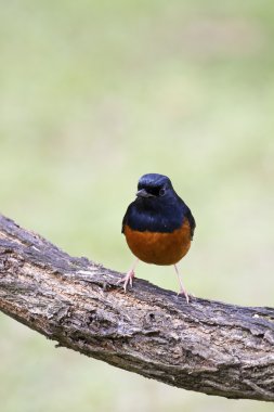 erkek AK sokumlu köstebek, copsychus malabaricus