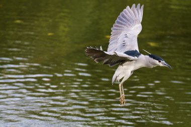 gece balıkçılı, nycticorax nycticorax kara tepeli