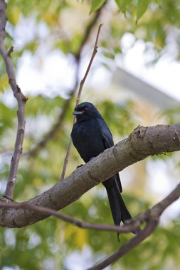bronzlaşmış çaylak herif, dicrurus aeneus