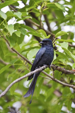 bronzlaşmış çaylak herif, dicrurus aeneus