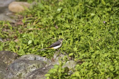 gri kuyruksallayan motacilla cinerea