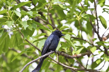 bronzlaşmış çaylak herif, dicrurus aeneus