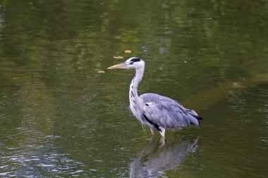gri balıkçıl, ardea cinerea