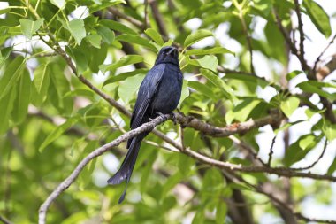 bronzlaşmış çaylak herif, dicrurus aeneus