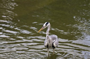 gri balıkçıl, ardea cinerea