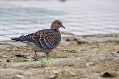 oryantal kumru, streptopelia orientalis