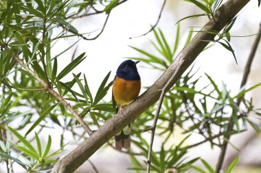 erkek AK sokumlu köstebek, copsychus malabaricus