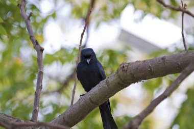 bronzlaşmış çaylak herif, dicrurus aeneus