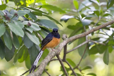 erkek AK sokumlu köstebek, copsychus malabaricus