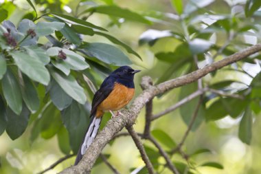 erkek AK sokumlu köstebek, copsychus malabaricus