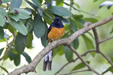 erkek AK sokumlu köstebek, copsychus malabaricus