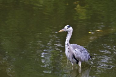 gri balıkçıl, ardea cinerea